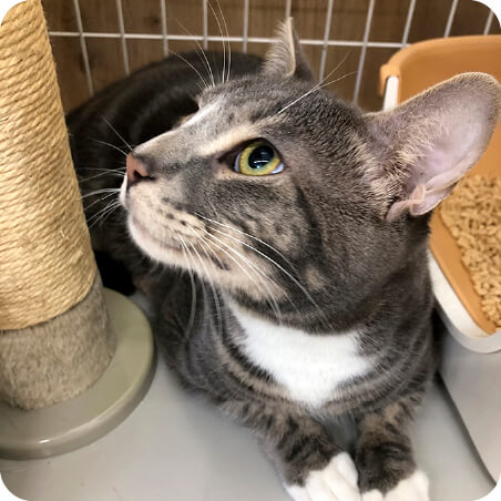 はんぺんちゃん