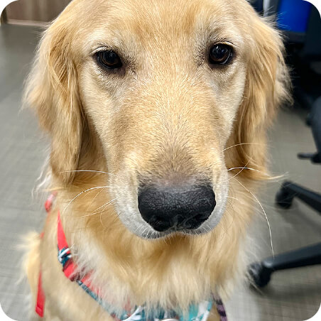 ずんだもちちゃん