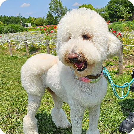 チャングちゃん